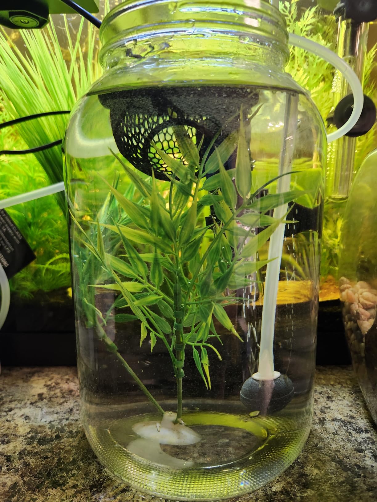 North Mountain Supply 1 Gallon Glass Jar Wide Mouth with Black Plastic Lid - USDA, BPA-Free, Made in the USA - for Fermenting, Storing, Canning, and Much More! customer photo 1