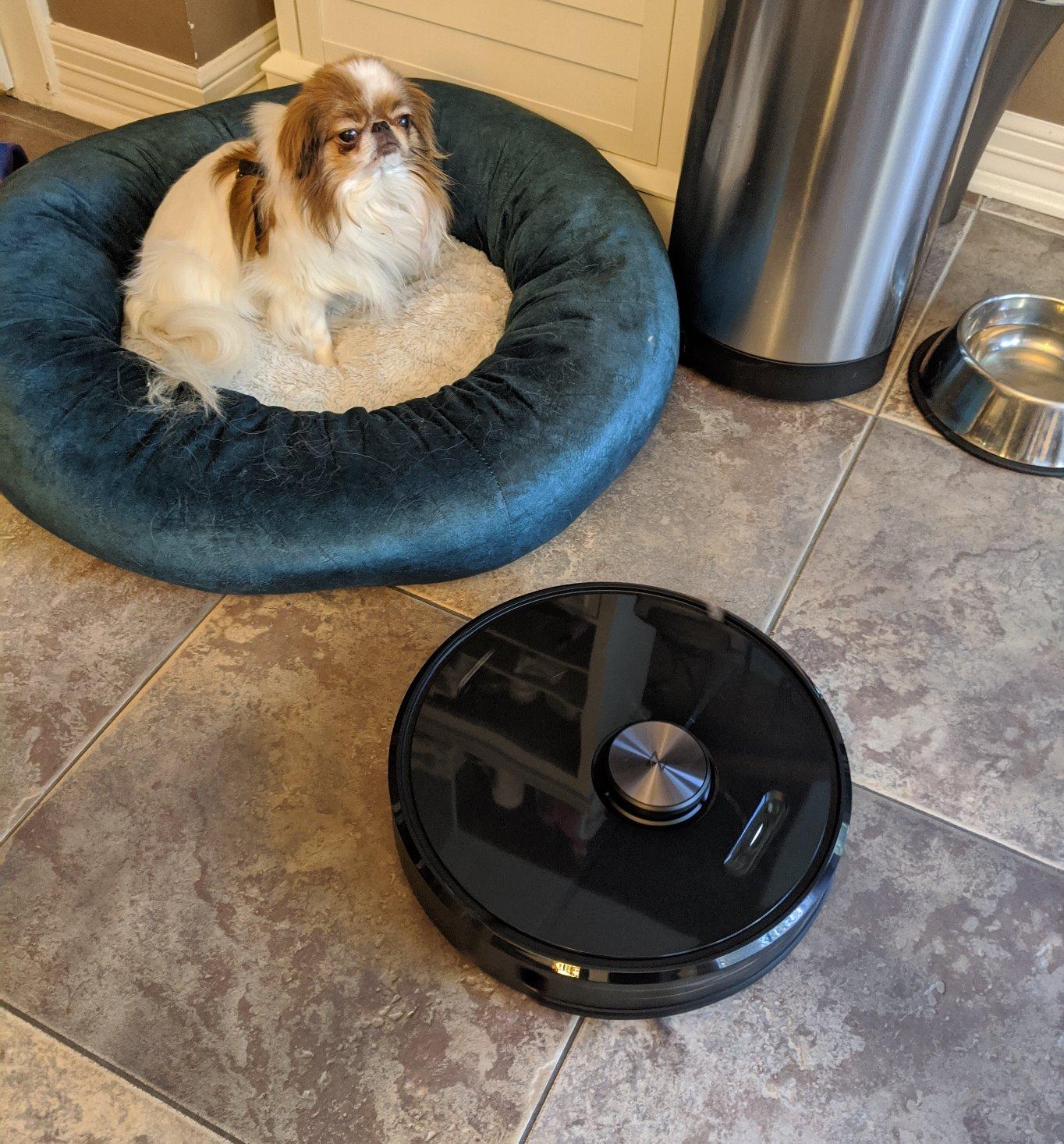 Roborock Q10 S5+ Robot Vacuum and Mop, 10,000Pa Suction, Upgraded from Q8 max+, 70 Days Self-Emptying, Obstacle Avoidance, Sonic Mopping, Dual Anti-Tangle Design, Auto Mop Lifting, Black customer photo 2