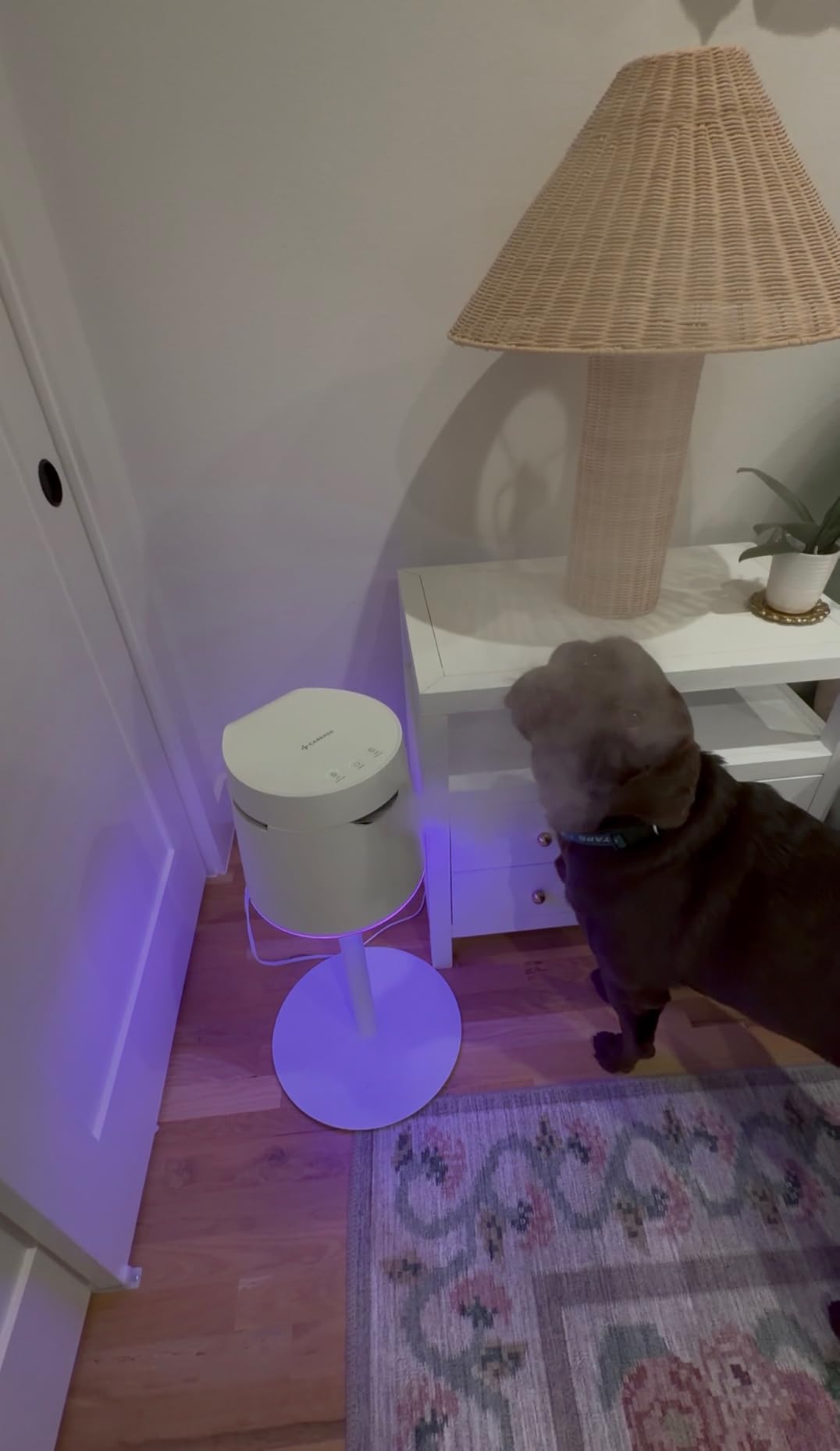 Carepod One Plus with Stand - Stainless Steel Humidifier for Large Room with Mood Light, Quiet & Safe for Baby, Only 3 Washable Parts, Easy to Clean Ultrasonic Cool Mist Humidifiers for 30Hrs, 1Gal/4L customer photo 1