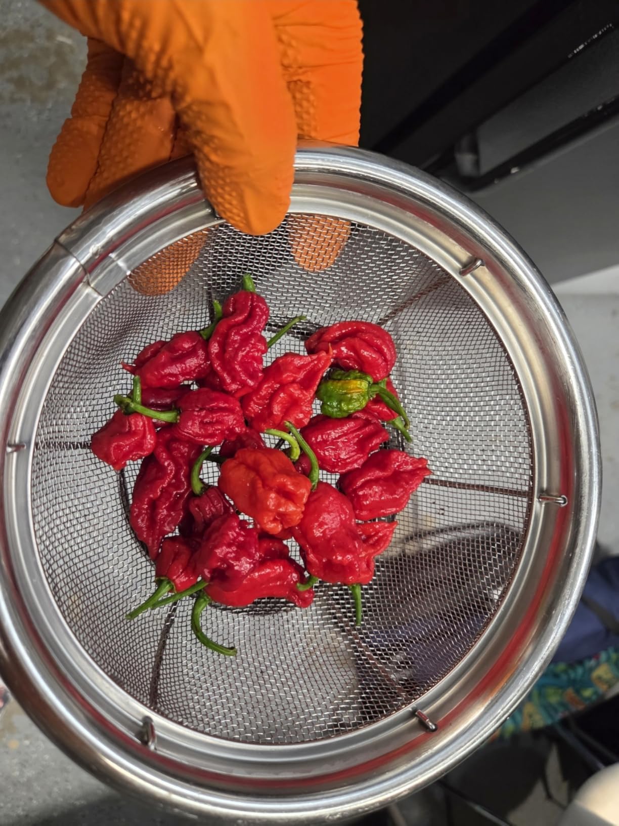 Chili Grinder for Dried Chilies with Efficient Steel Cutting Blades | Stainless steel and glass body with aroma lid, suitable for coarse spices and dried herbs customer photo 1