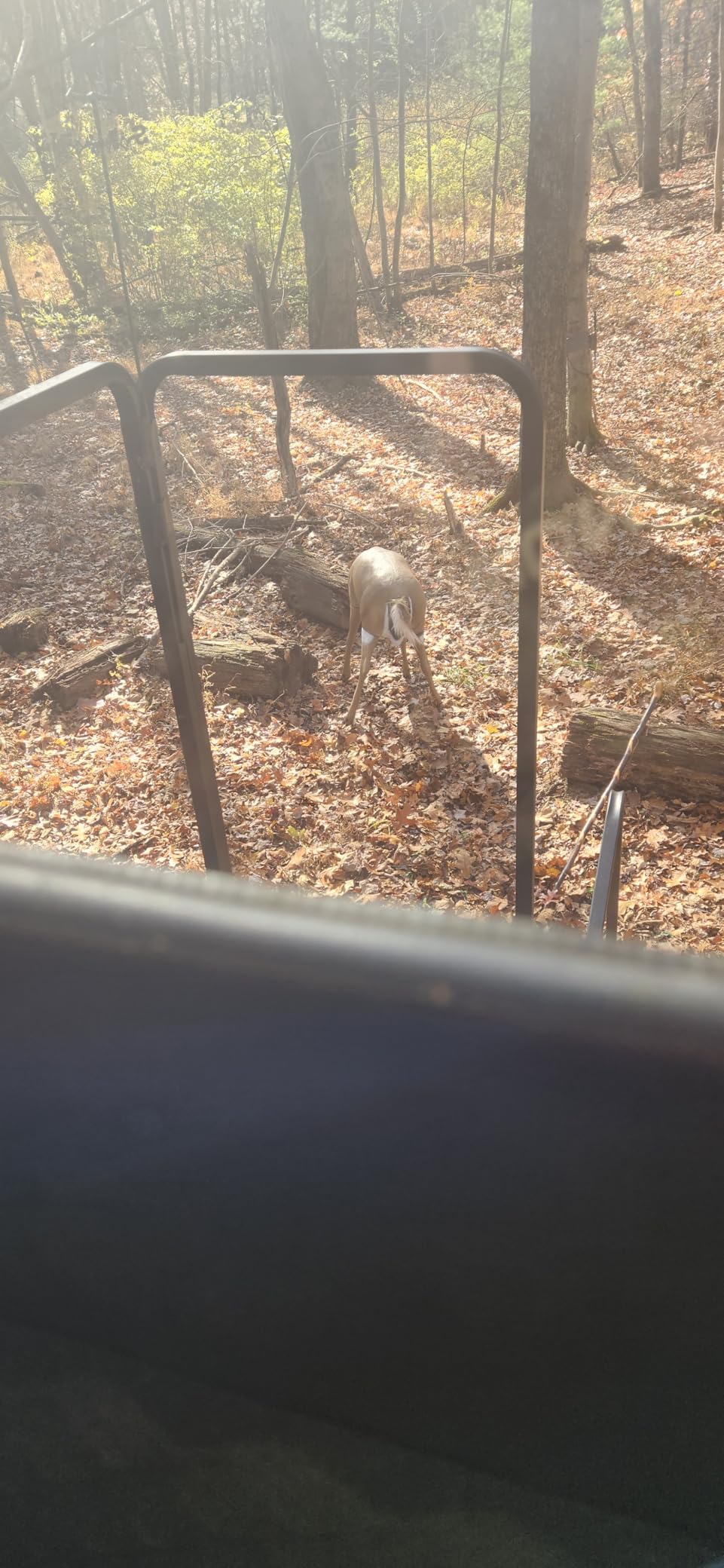Flambeau Outdoors - Masters Series Deer Decoy customer photo 1