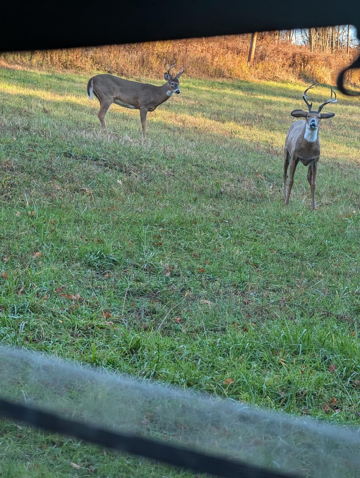 Flambeau Outdoors Boss Buck Deer Decoy Masters Series, Removable Legs, HDPE customer photo 1