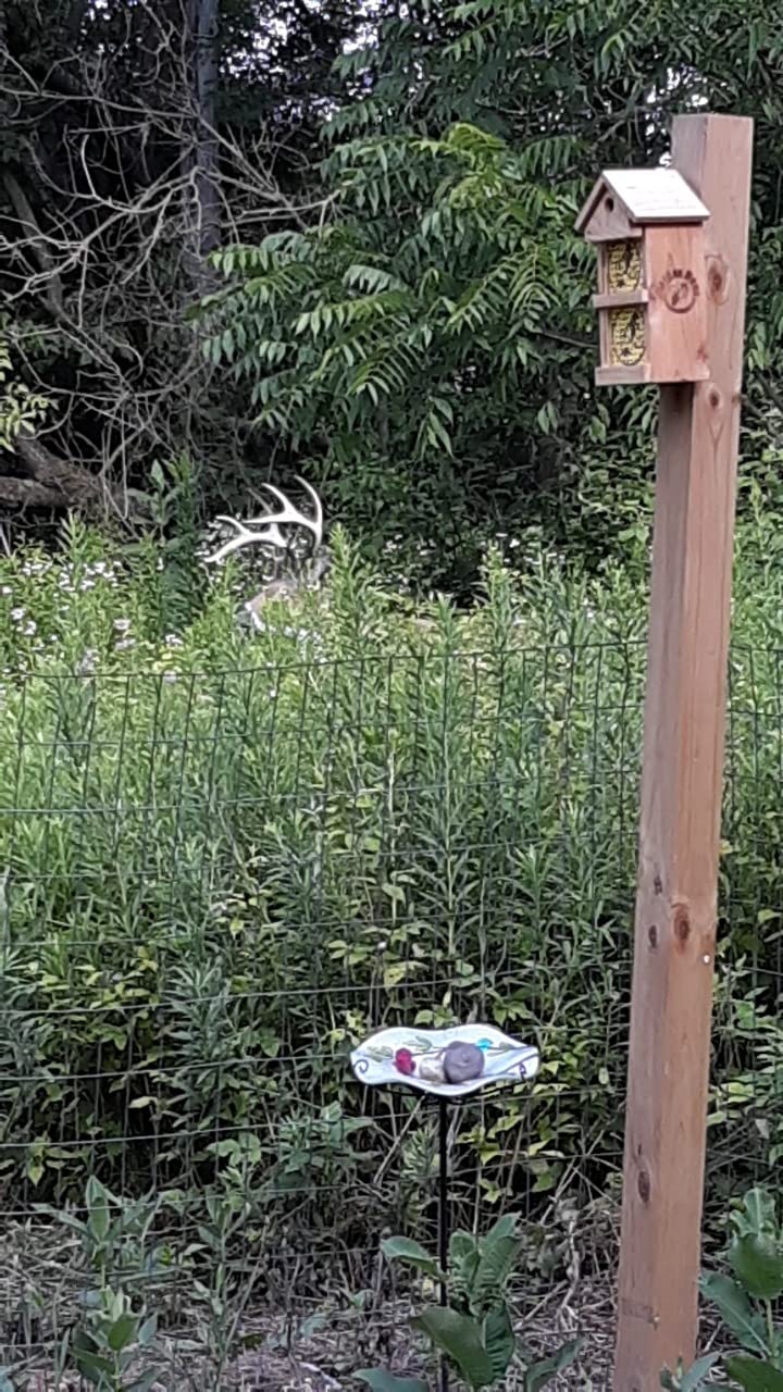 Flambeau Outdoors Boss Buck Deer Decoy Masters Series, Removable Legs, HDPE customer photo 2