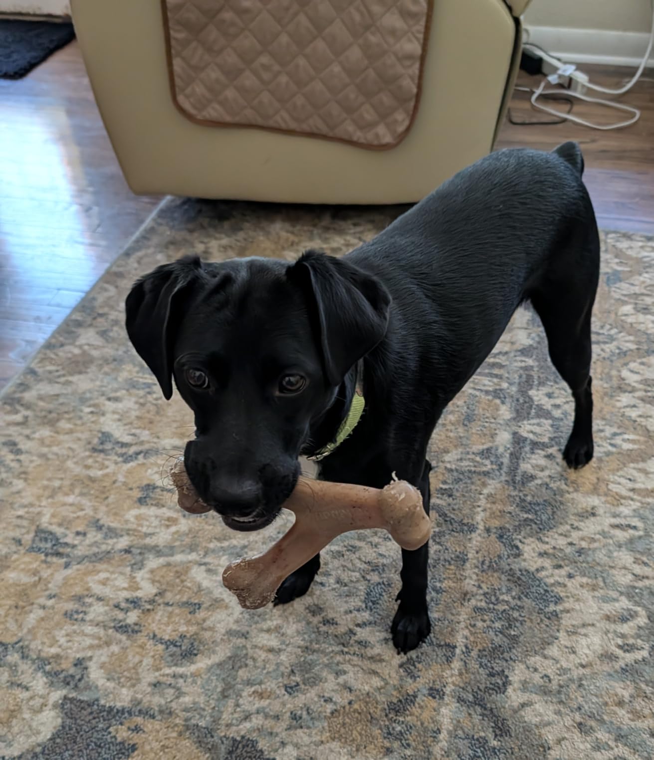 Benebone Wishbone Dog Chew Toy for Aggressive Chewers, Real Bacon, Medium | Durable, Super Chewer, Made in USA, Dog Bones, Long-Lasting, A Size for Every Dog, Keeps Them Busy customer photo 2