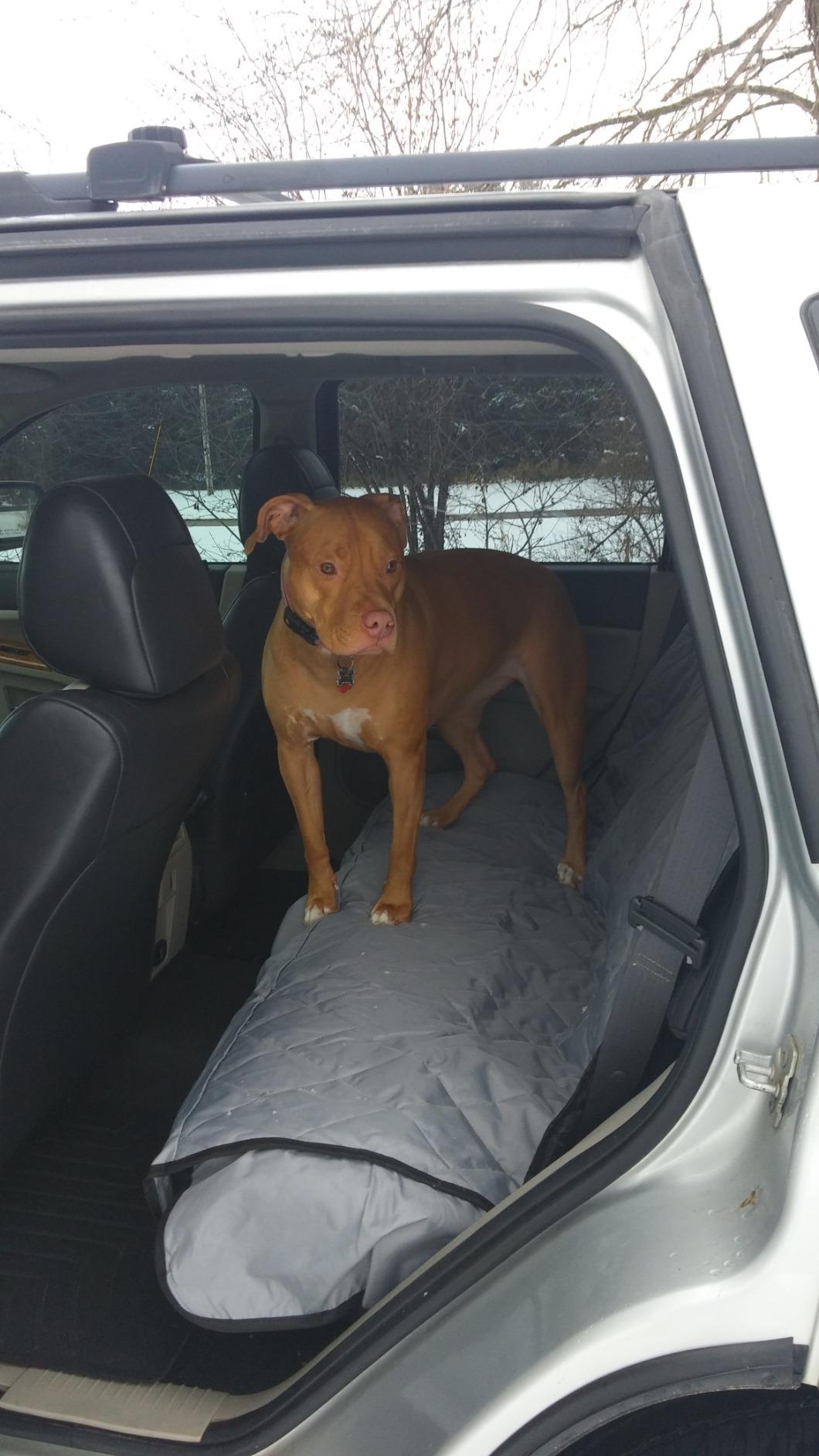 4Knines Heavy-Duty Rear Seat Cover for Dogs, Black customer photo 2