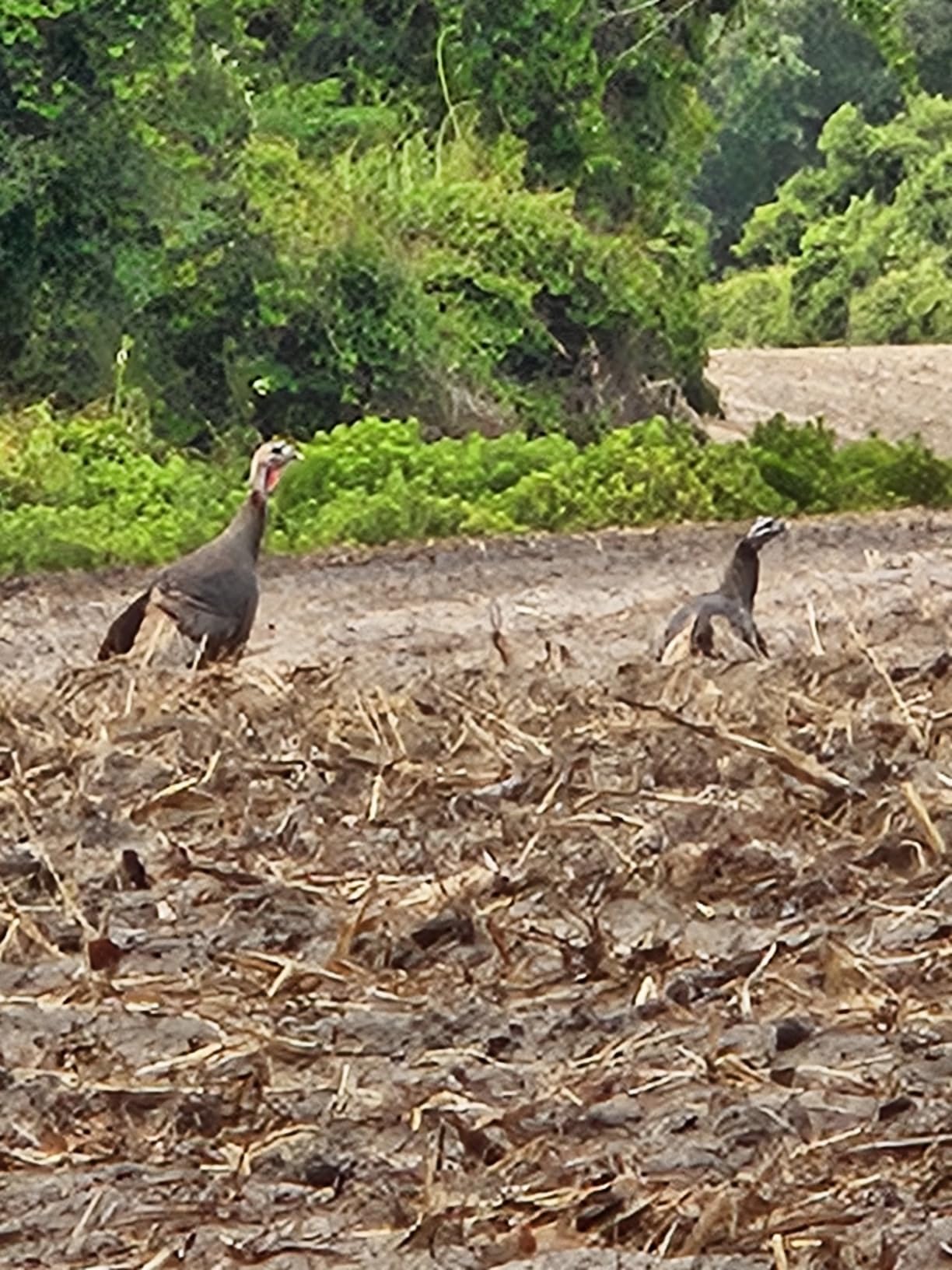 AVIAN-X LCD Feeder Hen Turkey Decoy | Durable Realistic Lifelike Collapsible Standing Hunting Decoy with Carry Bag & Stake, AVX8007 customer photo 2