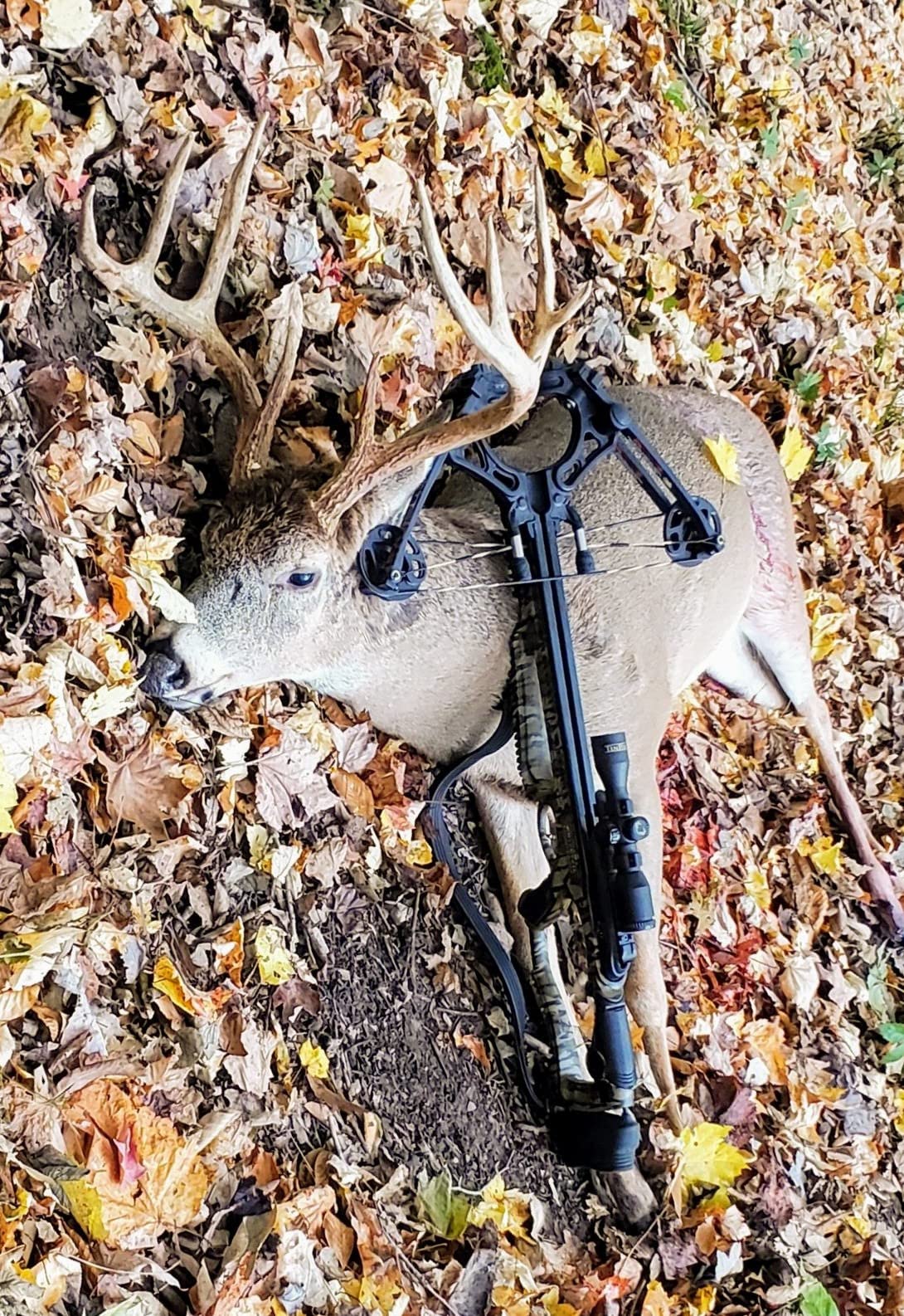 Barnett Whitetail Series Crossbow Package – Hunting Crossbows with 4x32 Scope, Arrows, Quiver & Cocking Device Options – Multiple Models & Configurations customer photo 1