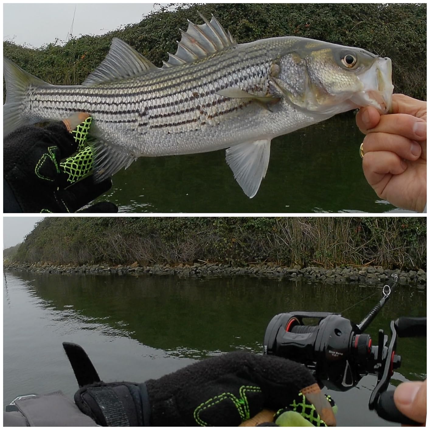 KastKing Royale Legend II Baitcasting Reels, Available in 5.4:1 and 7.2:1 customer photo 2
