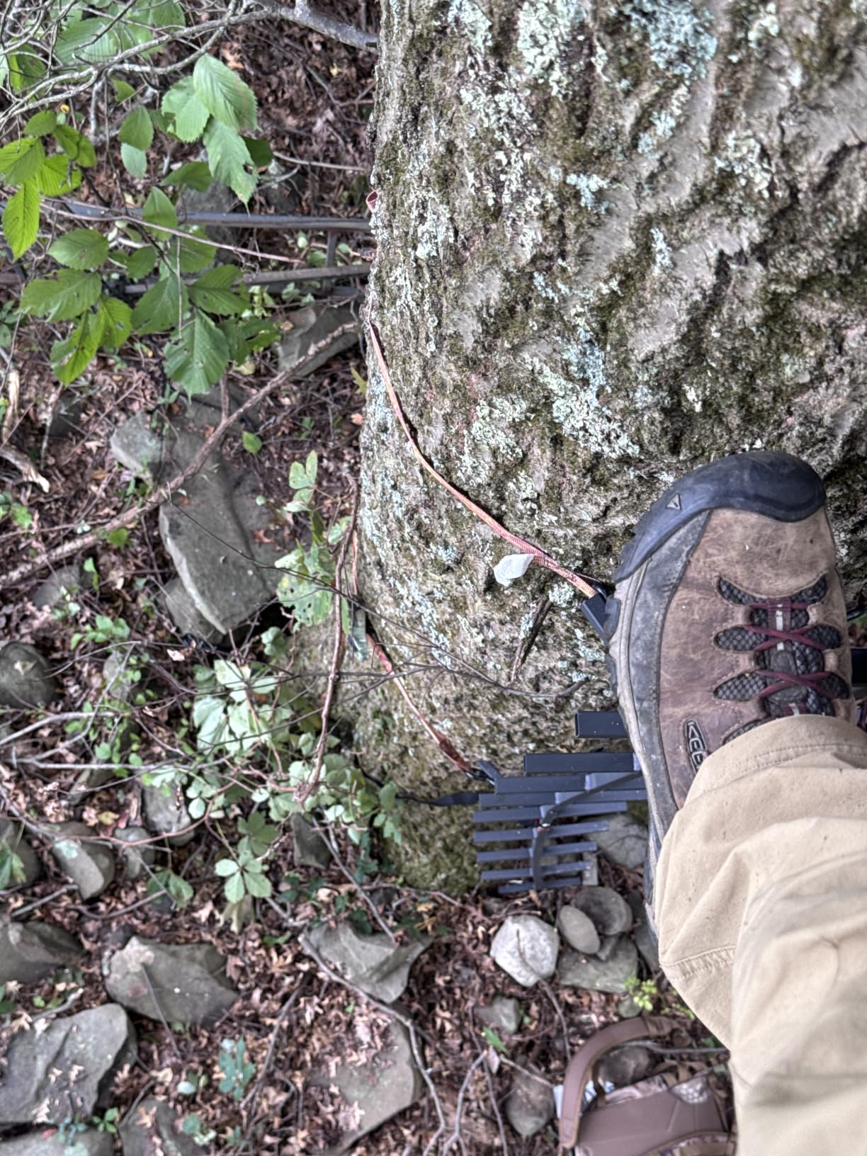 Guide Gear Full Step Climbing Stick Ladder for Tree Stands, Deer Hunting Gear and Accessories, Full Step, 25’ customer photo 2