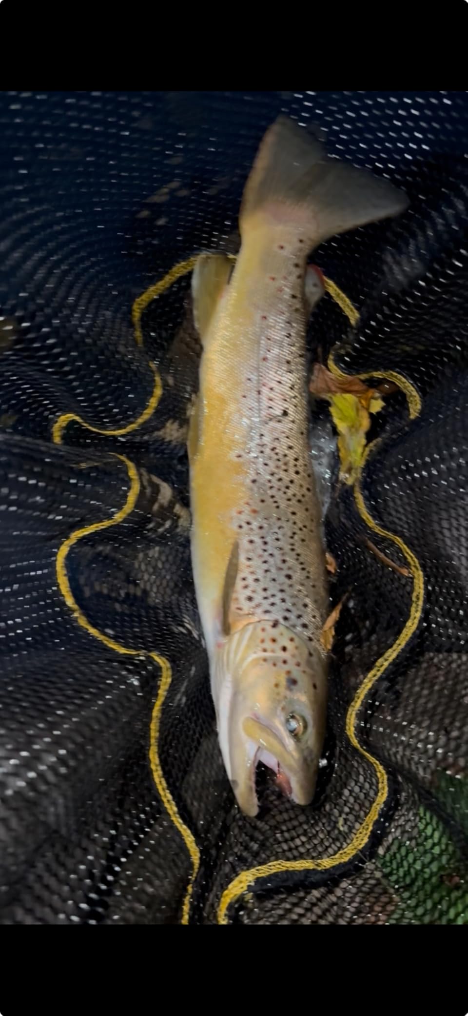 Frabill Floating Trout Net customer photo 1