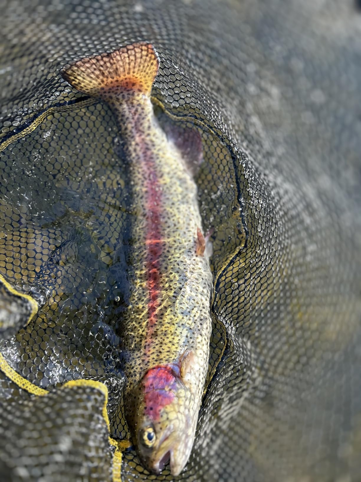 Frabill Floating Trout Net customer photo 2