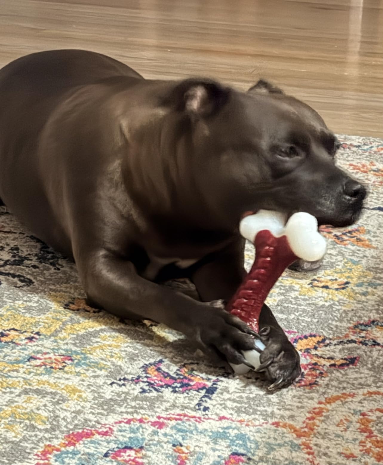 Kseroo Tough Dog Chew Toys for Aggressive Chewers 20-90lbs, Beef Flavored | Ultra-Hard Solid Super Chewer Nylon Dog Bones for Medium Large Breeds, Long-Lasting, Durable, Eases Boredom, Dishwasher Safe customer photo 2