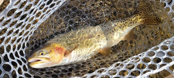 SF Fly Fishing Landing Net Soft Rubber Mesh Trout Net Catch and Release Net customer photo 2