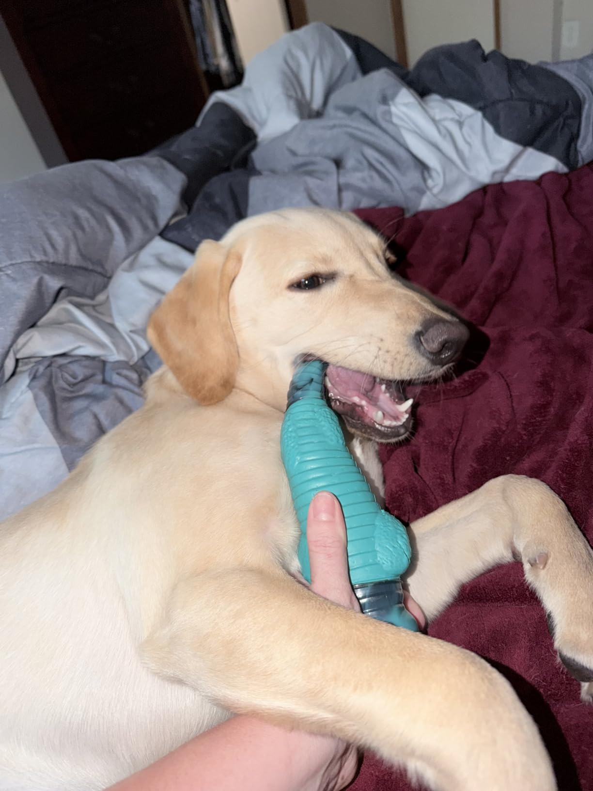 Jeefome Dog Toys for Aggressive Chewers: Tough,Indestructible Chew Toy | Teeth Cleaning Alligator Toy for Small Medium Large Breed,Long Lating Fun,Keep Them Busy customer photo 2