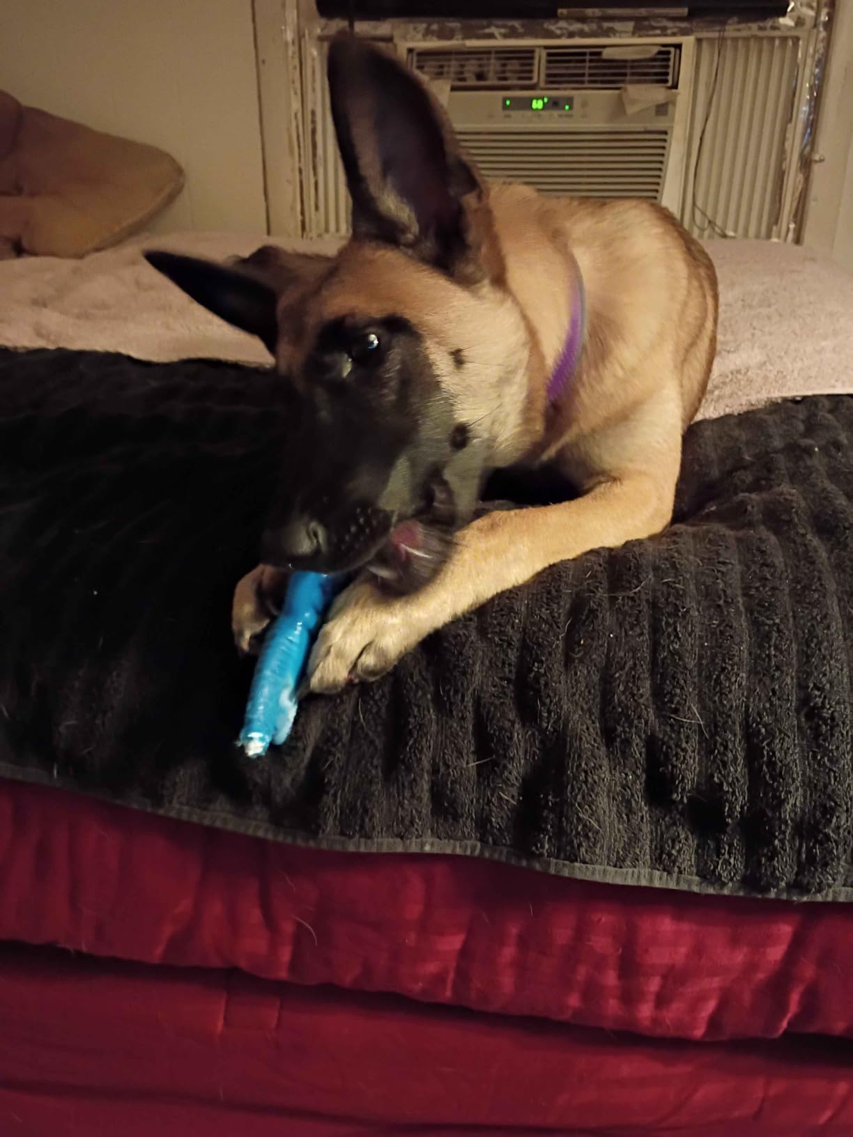 PETSTA Indestructible Dog Toys for Aggressive Chewers, Extreme Tough Toys for Large Dogs, Real Beef Flavored, Dog Bone for Medium/Large Dogs Breed, Gifts for Dogs customer photo 1