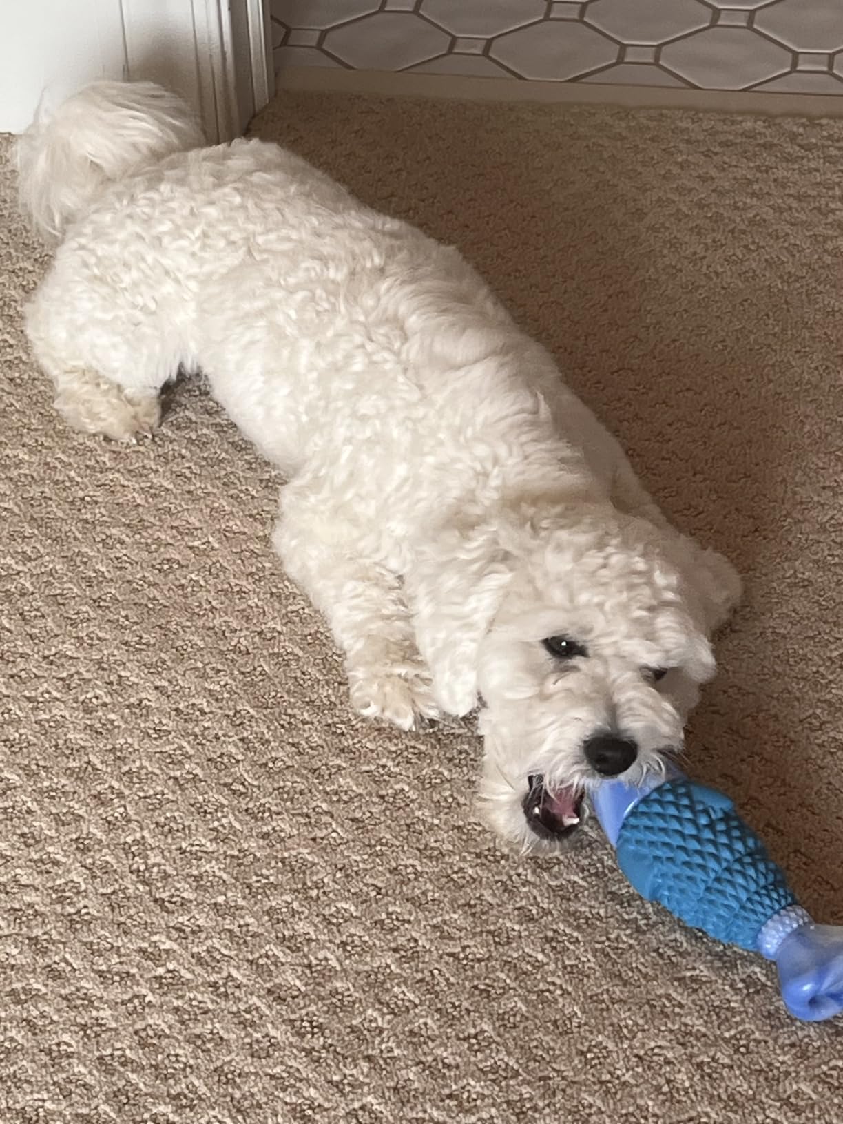 WinTour Tough Dog Toys for Aggressive Chewers, Indestructible Dog Chew Toys | Squeaky Durable Chew Toys for Medium & Large Breeds, Dog Toy to Keep Them Busy, Reduce Boredom, Teeth Cleaning, Bacon Flavor customer photo 2