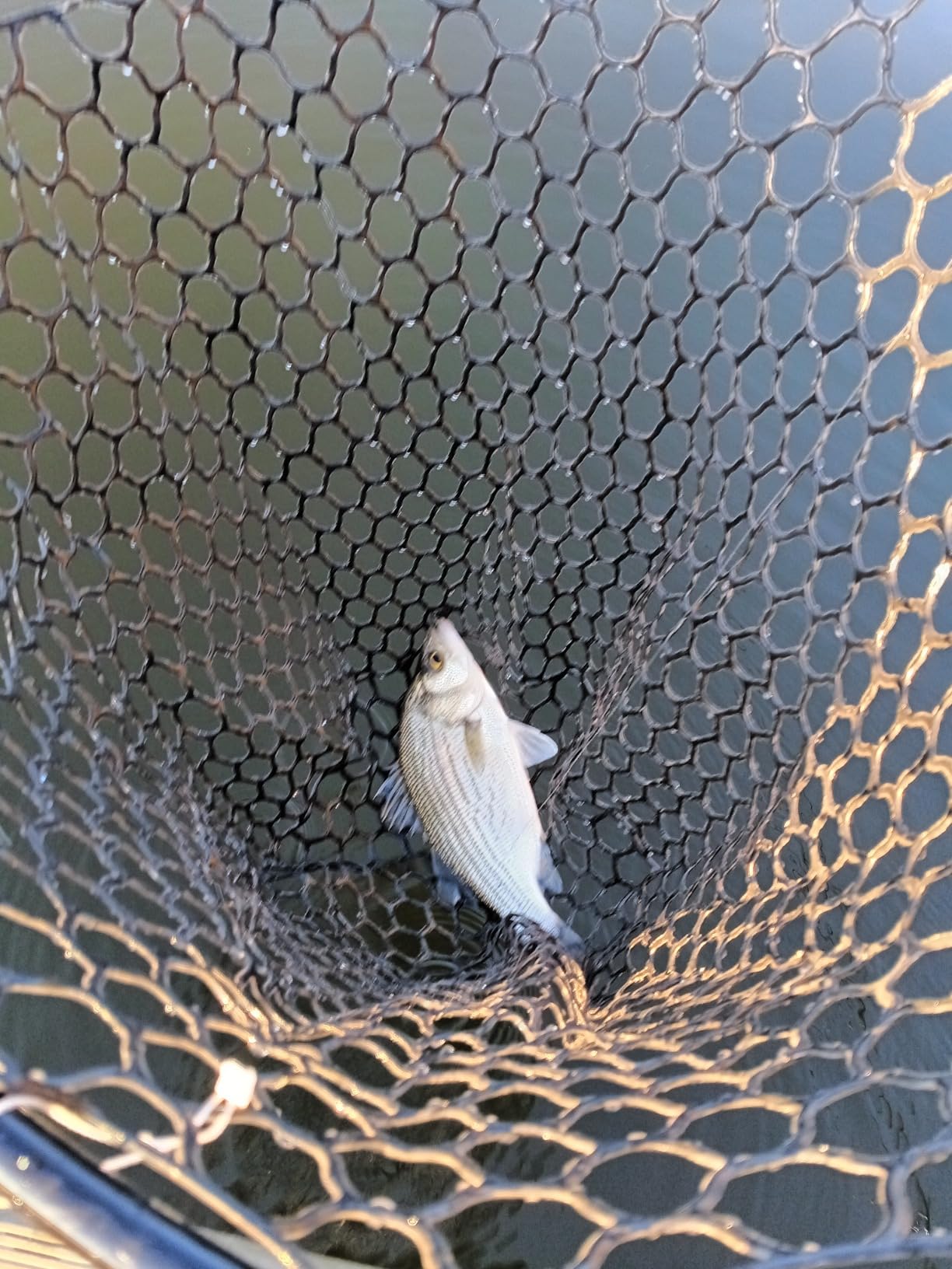 High Strength Large Landing Net, Fishing Net with Long Telescoping Handle customer photo 1