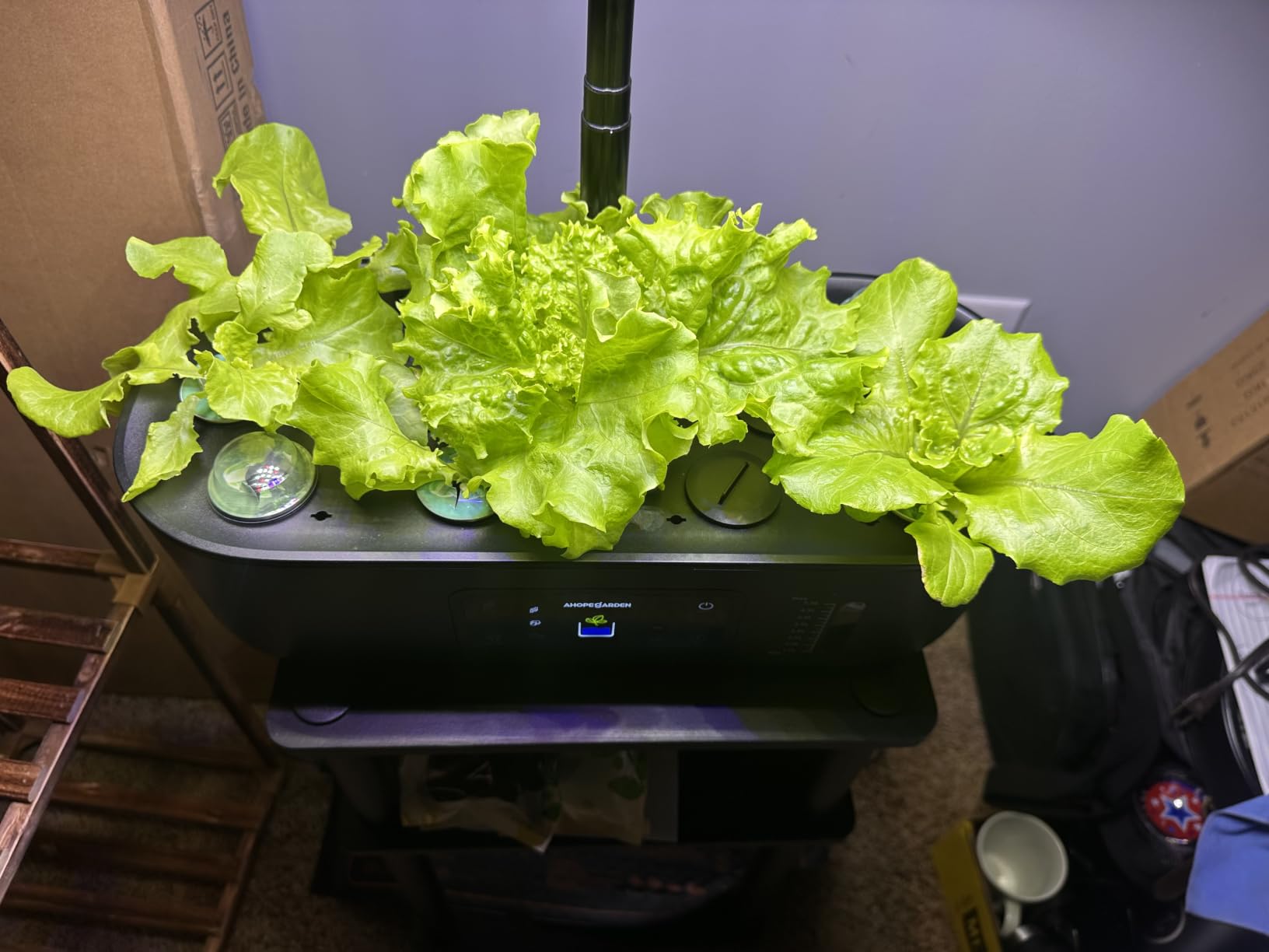 Ahopegarden Hydroponics Growing System Kit: 12 Pods with LCD Control Panel customer photo 1