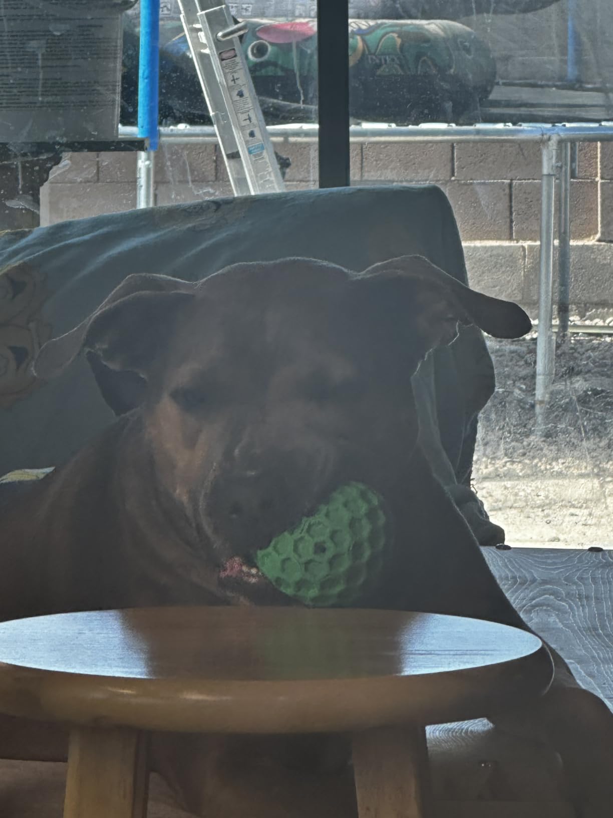 Tough Dog Chew Toys for Aggressive Chewers, Indestructible Dog Balls for Aggressive Chewers, Squeaky Balls for Dogs, Squeaky Toys for Large Dogs, Funny Heavy Duty Ball customer photo 1