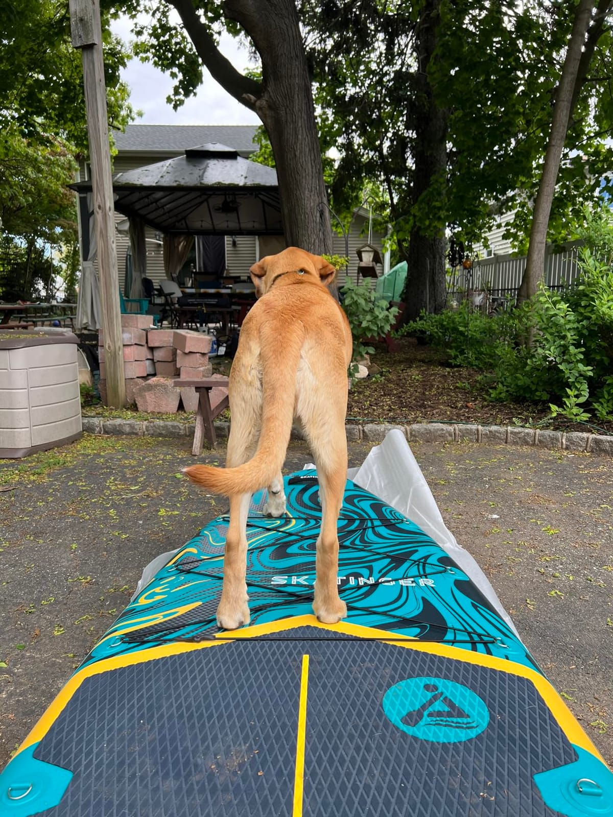 Skatinger 11'6×35