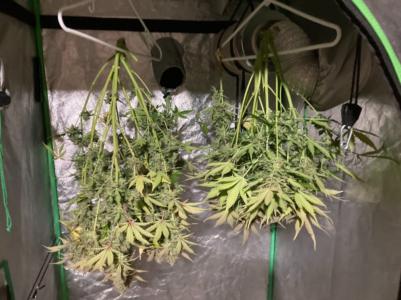 MARS HYDRO 150W TS1000 LED Grow Light for Indoor Plants Full Spectrum customer photo 1