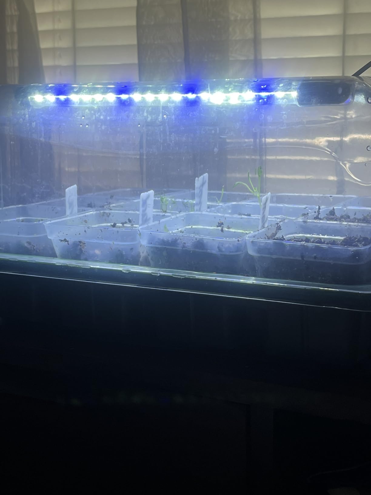 12 Cell Seed Starter Kit with Grow Light Heating Mat & Silicone Pots customer photo 2