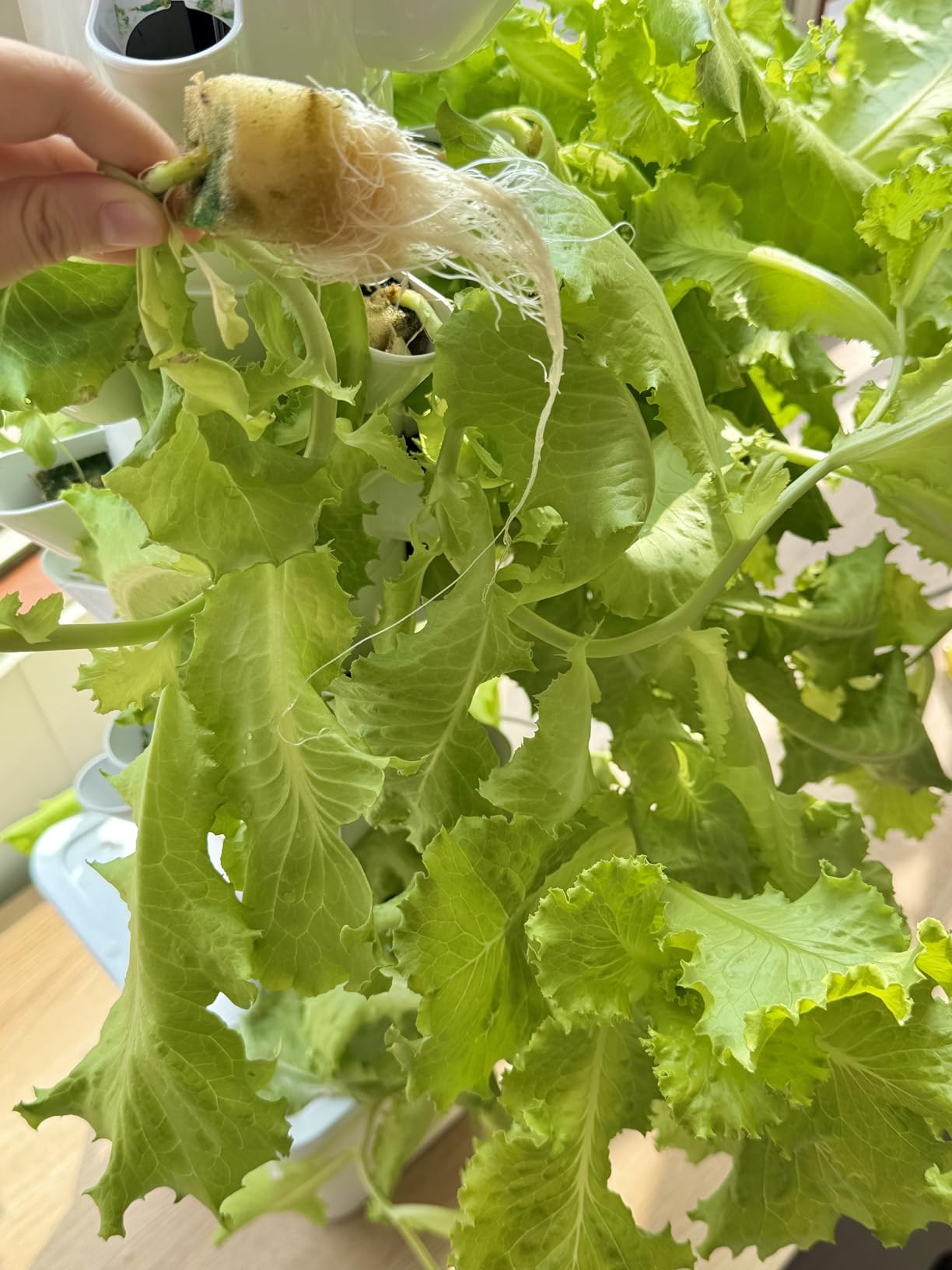 Hydroponics Growing System, 30-Plant Indoor Hydroponic Tower with Pump System, Plants Germination Kit, Smart Aeroponic Herb Garden, Vertical Hydroponic System for Gardening Lover (No Seed) customer photo 1